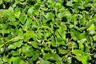 343 N Beaumont Ave, Baltimore, MD 21228 - Photo 48