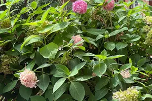 900 Red Brook Blvd, Owings Mills, MD 21117 - Photo 12