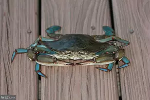 754 Bellefield Rd, Solomons, MD 20688 - Photo 52