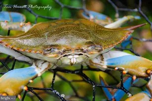 5910 Karen Ct, Chesapeake Beach, MD 20732 - Photo 70