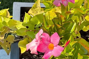 7406 Robin Rd, La Plata, MD 20646 - Photo 88