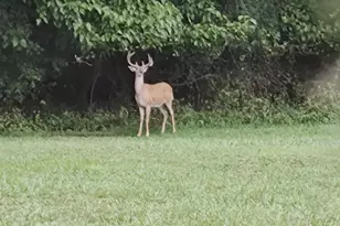 15184 Jarrell Rd, Goldsboro, MD 21636 - Photo 78