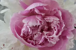 5585 Harmony Woods Dr, Preston, MD 21655 - Photo 54