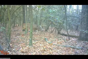 25095 Trunk Line Rd, Henderson, MD 21640 - Photo 38