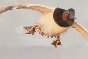 700 Cattail Cv, Cambridge, MD 21613 - Photo 38