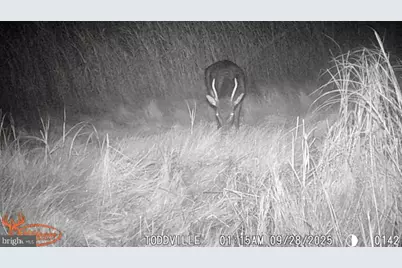 2703 Toddville Road, Toddville, MD 21672 - Photo 26