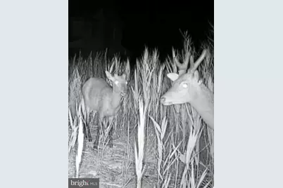 2726 Toddville Road, Toddville, MD 21672 - Photo 6