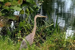 2707 Marsh Elder Dr, Cambridge, MD 21613 - Photo 44