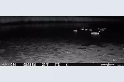 3241 Robbins Road, Crapo, MD 21626 - Photo 34