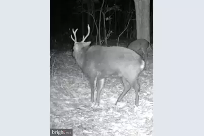 Sika, Whitetail & Turkey Church Creek Rd, Cambridge, MD 21613 - Photo 10