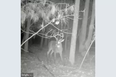 Sika, Whitetail & Turkey Church Creek Rd, Cambridge, MD 21613 - Photo 16