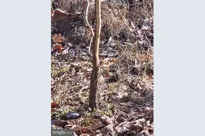 Sika, Whitetail & Turkey Church Creek Rd, Cambridge, MD 21613 - Photo 20