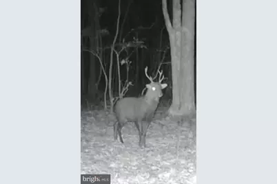 Sika, Whitetail & Turkey Church Creek Rd, Cambridge, MD 21613 - Photo 6