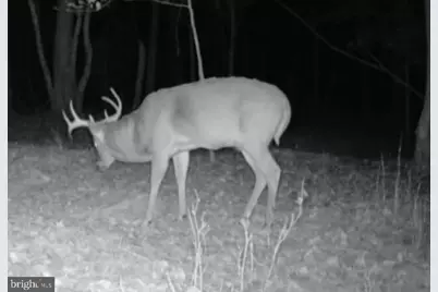 Sika, Whitetail & Turkey Church Creek Rd, Cambridge, MD 21613 - Photo 8