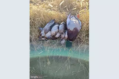 2373 Asquith Island Road, Crapo, MD 21626 - Photo 32