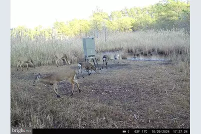 007 Griffith Neck Road, Cambridge, MD 21613 - Photo 114