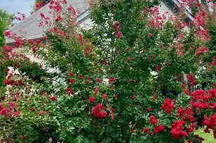 1207 Hearthstone Dr, Fredericksburg, VA 22401 - Photo 44