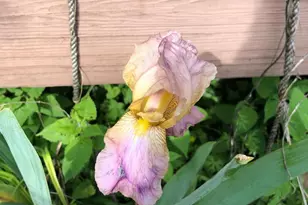 1511 Charles St, Fredericksburg, VA 22401 - Photo 30