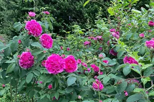 1021 Albert Rennolds Dr, Fredericksburg, VA 22401 - Photo 78