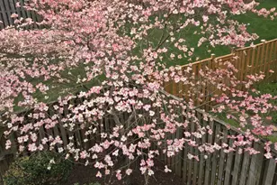 9193 Merrybell Ct, Manassas, VA 20110 - Photo 4