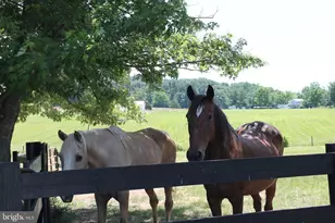 1615 Pleasant View Rd, Mount Jackson, VA 22842 - Photo 96