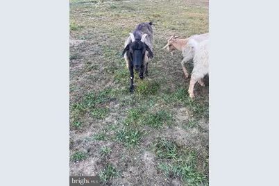 100 Wolfs Lane, Fort Valley, VA 22652 - Photo 40