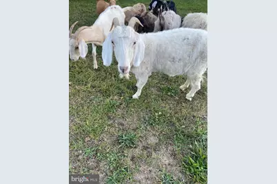 100 Wolfs Lane, Fort Valley, VA 22652 - Photo 38