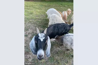 100 Wolfs Lane, Fort Valley, VA 22652 - Photo 42