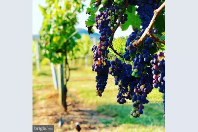 2110 Quicksburg Road, Quicksburg, VA 22847 - Photo 4