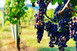 2110 Quicksburg Rd, Quicksburg, VA 22847 - Photo 4