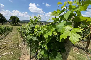 2110 Quicksburg Rd, Quicksburg, VA 22847 - Photo 52