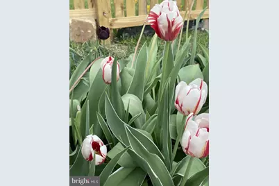 29674 Old Valley Pike, Strasburg, VA 22657 - Photo 38