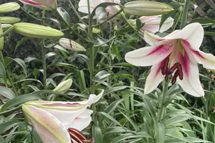 29674 Old Valley Pike, Strasburg, VA 22657 - Photo 46