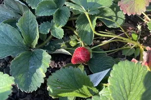 29674 Old Valley Pike, Strasburg, VA 22657 - Photo 42