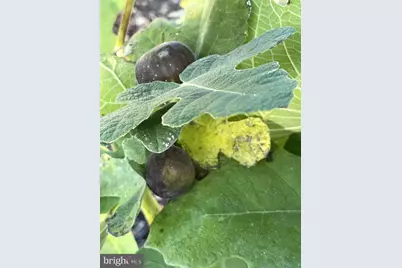 29674 Old Valley Pike, Strasburg, VA 22657 - Photo 40