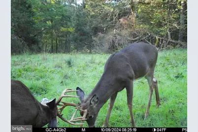 0, Fort Valley, VA 22652 - Photo 30