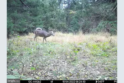 0 Boyer Road, Fort Valley, VA 22652 - Photo 38