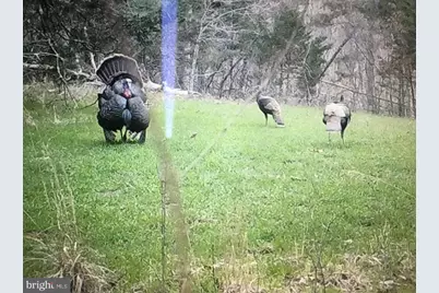 0 Boyer Road, Fort Valley, VA 22652 - Photo 32