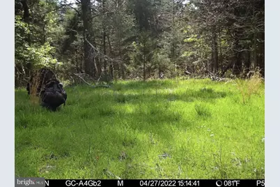 0 Boyer Road, Fort Valley, VA 22652 - Photo 36