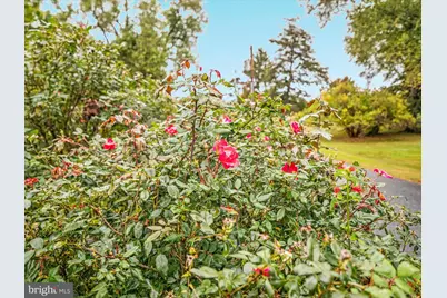 517 W Locust Street, Woodstock, VA 22664 - Photo 58