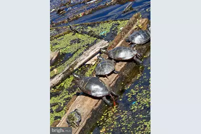 135 Lora Drive #ONE, Woodstock, VA 22664 - Photo 1