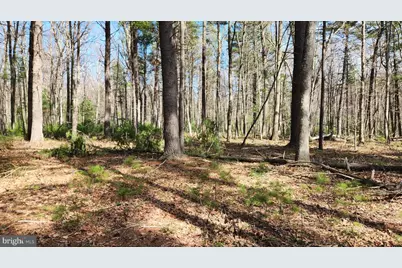 1605 Paddys Run Road, Star Tannery, VA 22654 - Photo 14