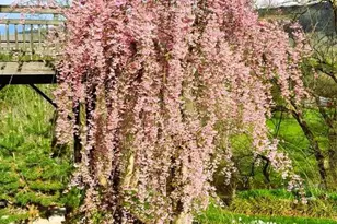 74 Manor Dr, Edinburg, VA 22824 - Photo 58