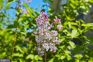 515 Hollingsworth Rd, Woodstock, VA 22664 - Photo 60