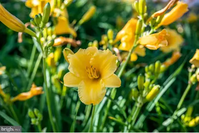 11004 Sheridan Drive, Spotsylvania, VA 22551 - Photo 126