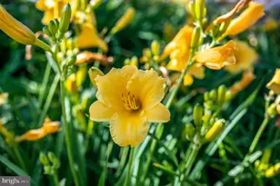 11004 Sheridan Dr, Spotsylvania, VA 22551 - Photo 126