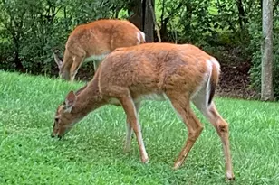 62 Brooke Crest Ln, Stafford, VA 22554 - Photo 54