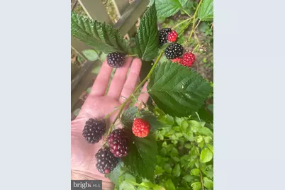 128 Theresa Drive, Stafford, VA 22554 - Photo 10