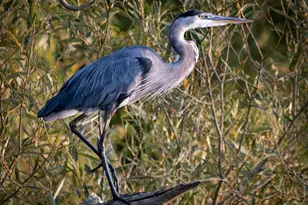 316 Plantation Dr, Montross, VA 22520 - Photo 104