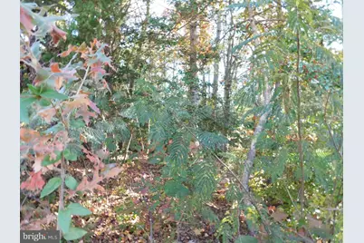 Tn 10C 8 1 23 Forest Grove Road, Colonial Beach, VA 22443 - Photo 4